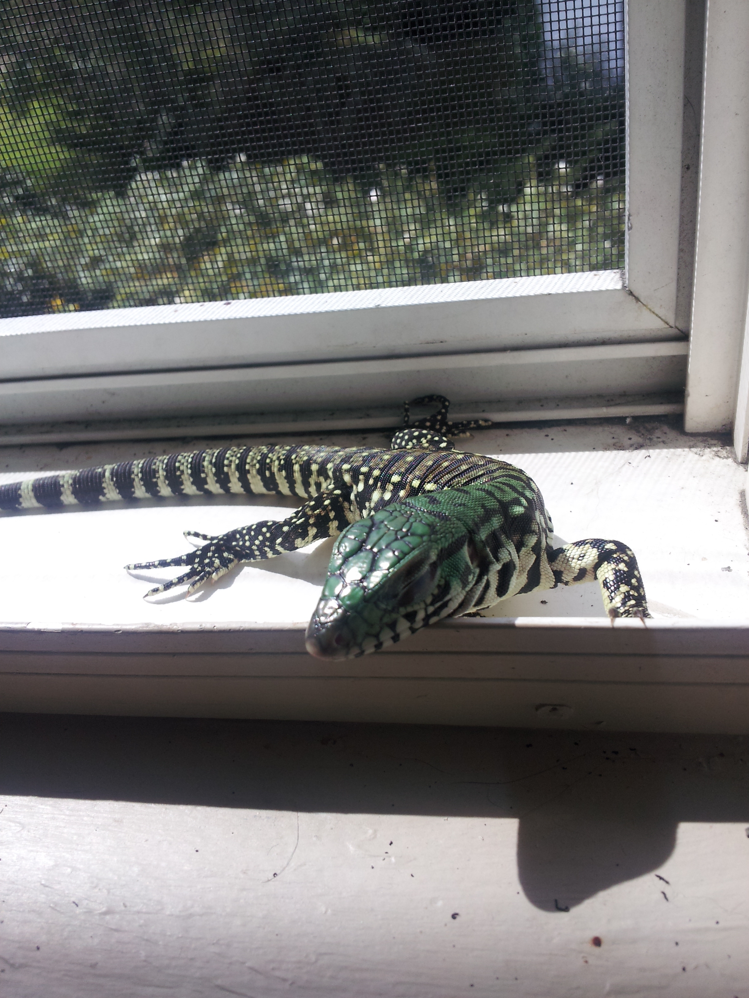 Phoenix from johnny @teguterra