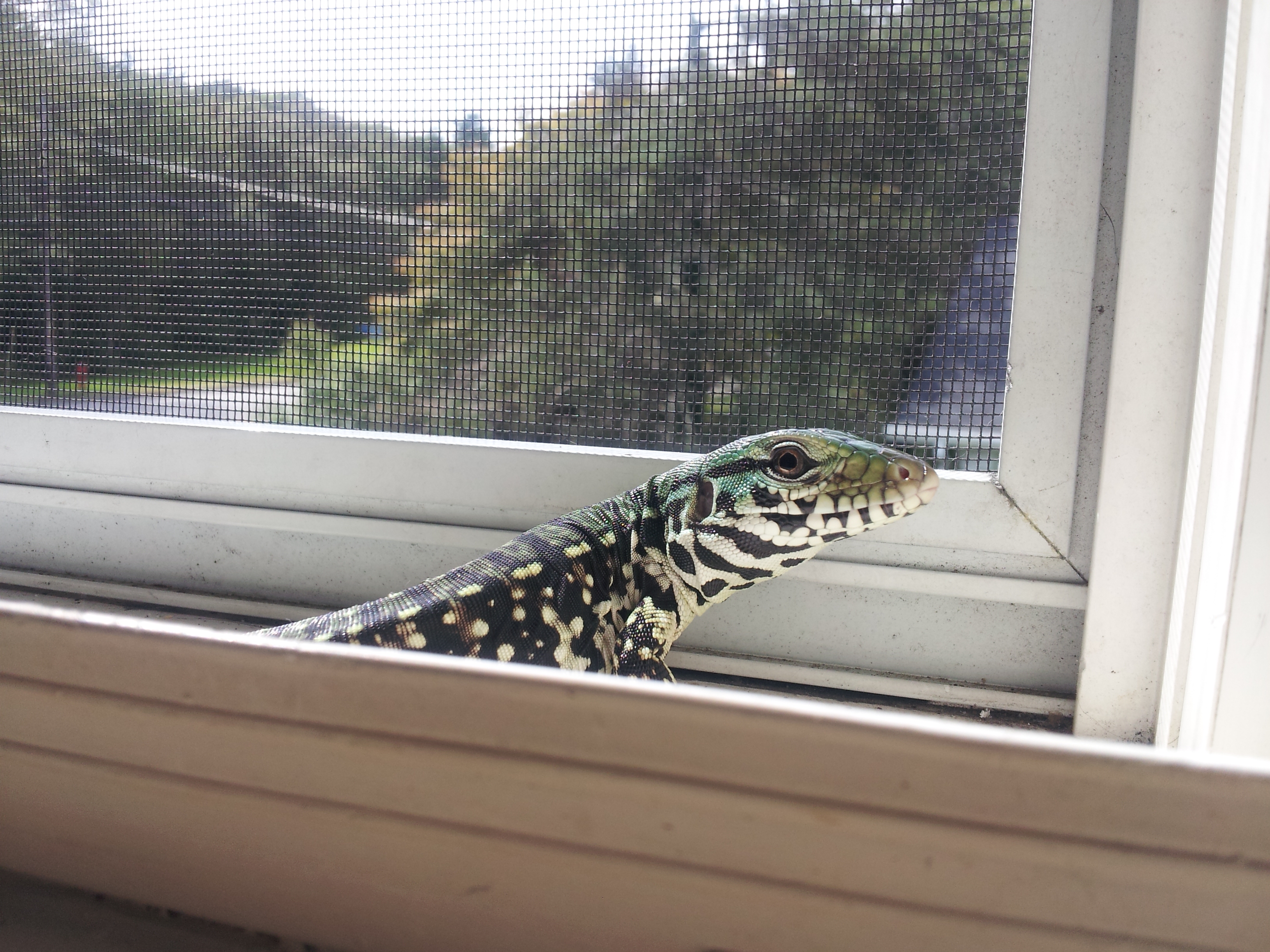 Phoenix from johnny @teguterra