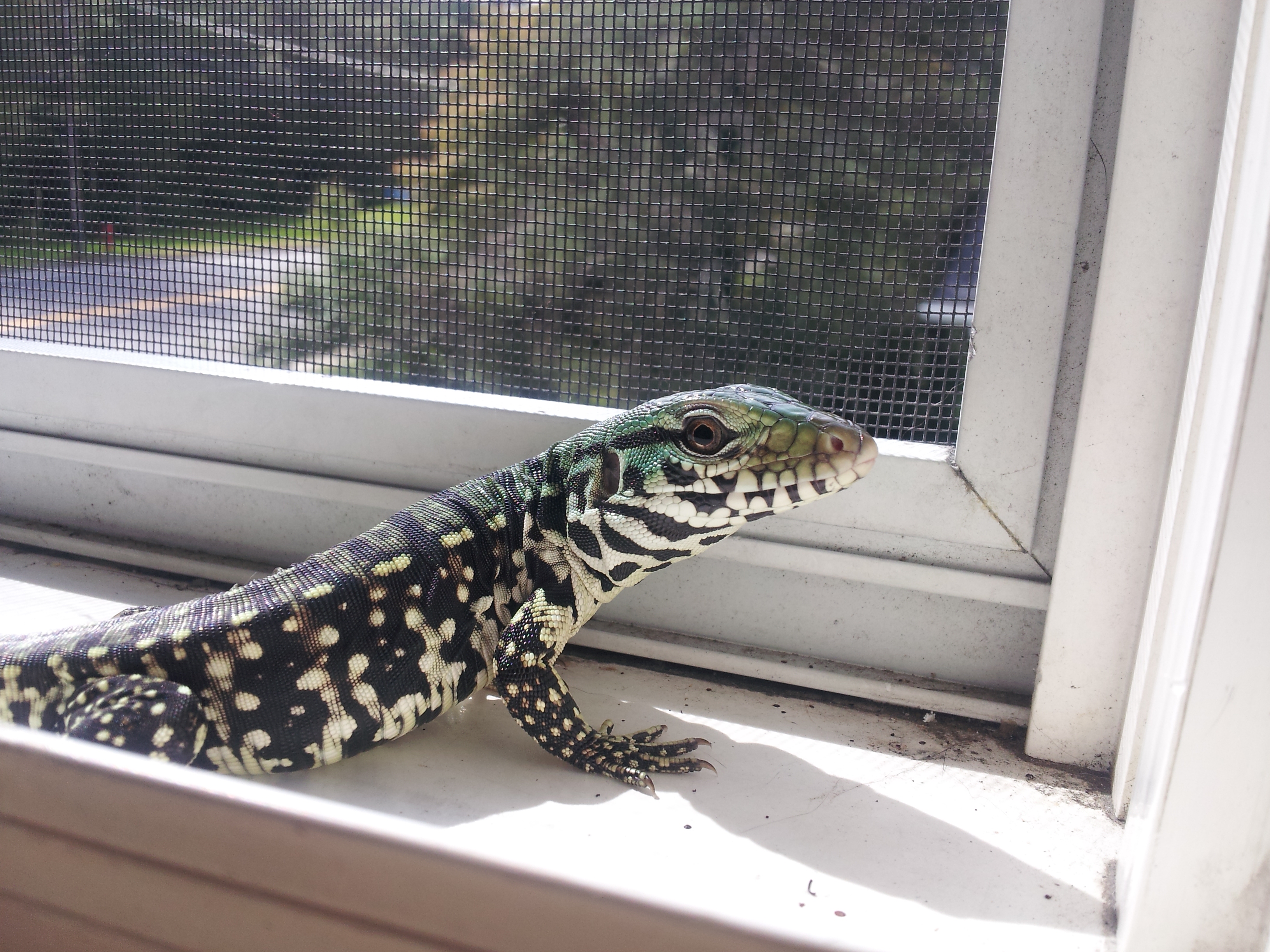 Phoenix from johnny @teguterra