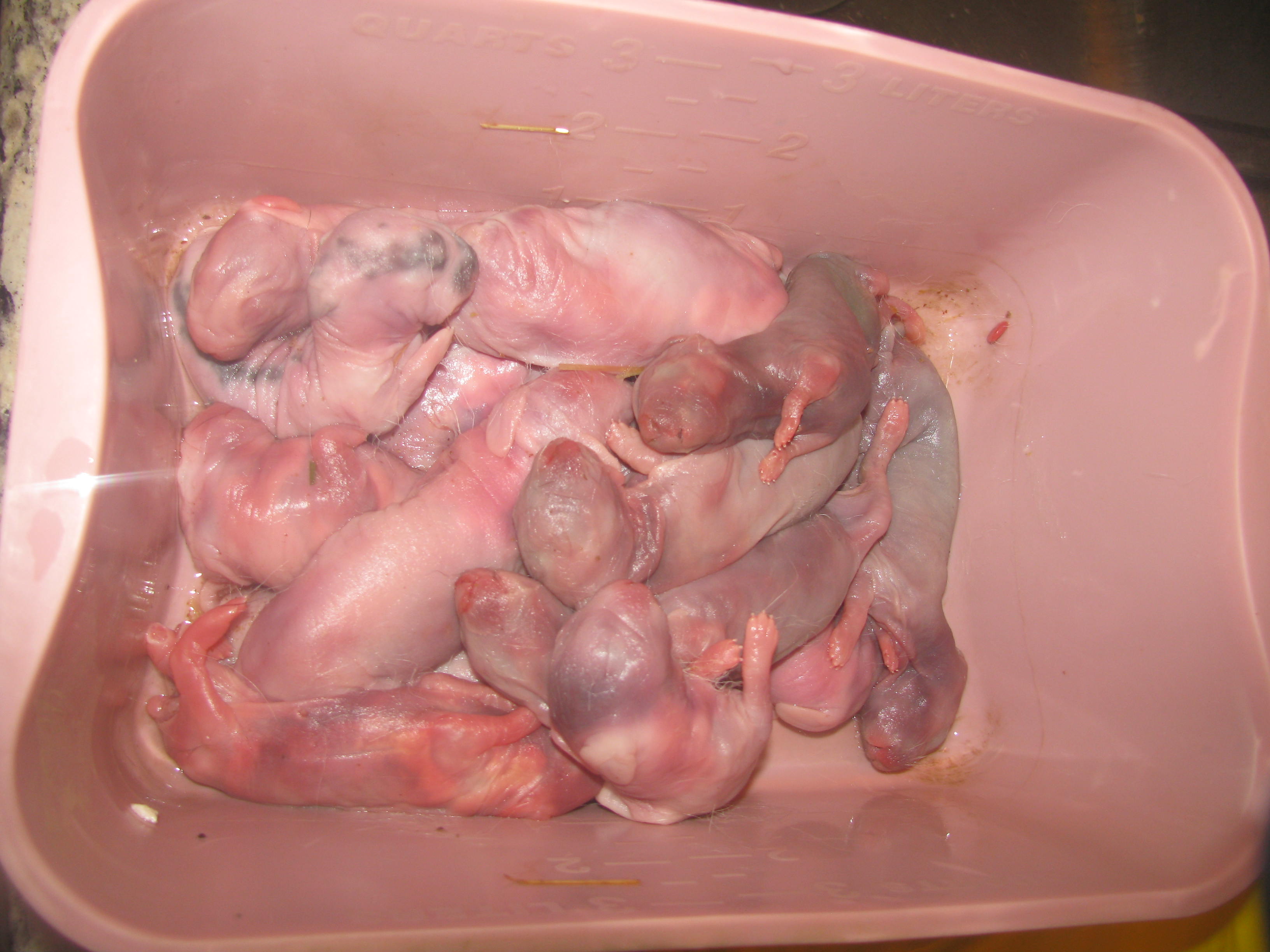 Rabbit kits