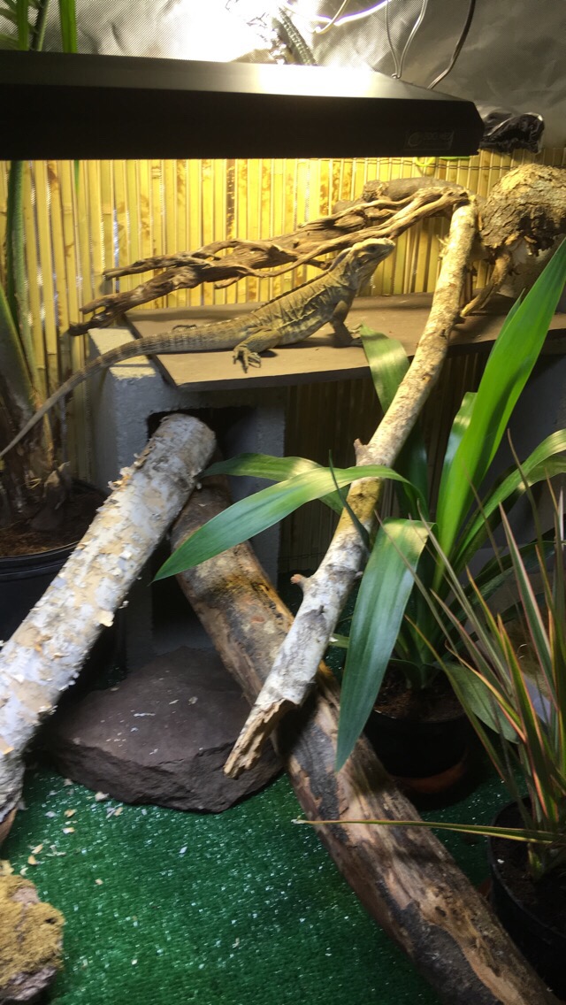 Rhino iguana basking