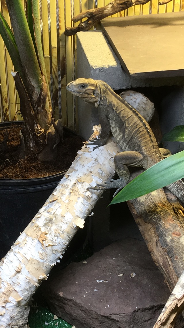 Rhino iguana on log