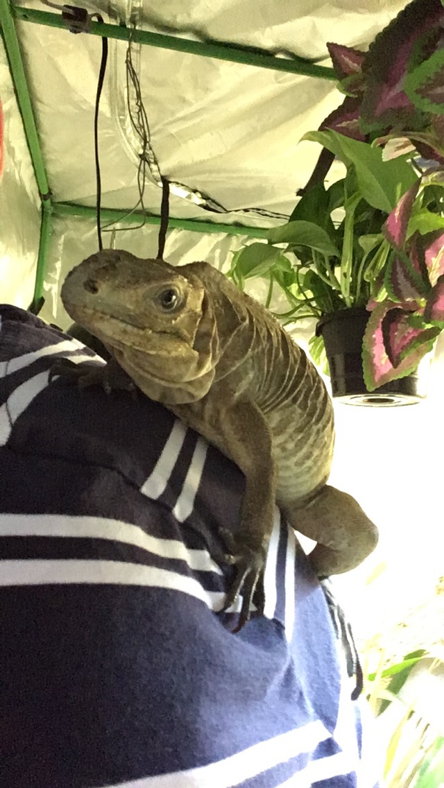 Rhino iguana on shoulder