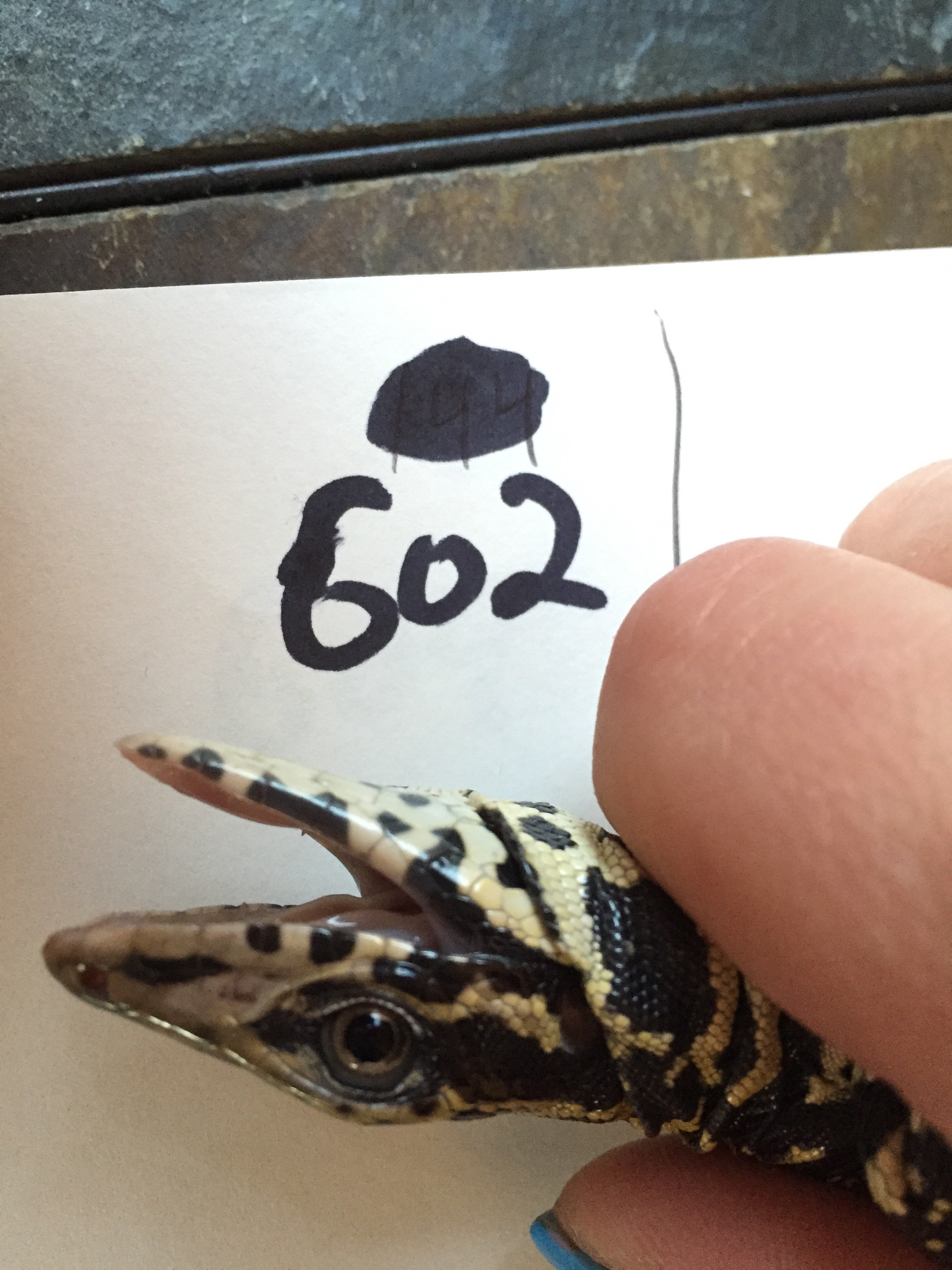 Sampling tegus for research, #602 was a T teguixin import