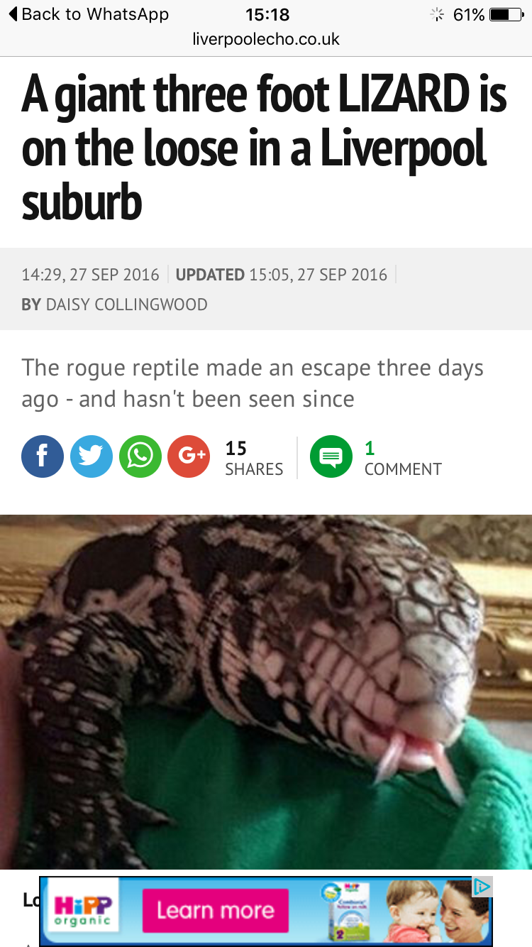 Scouse Loki went on a adventure