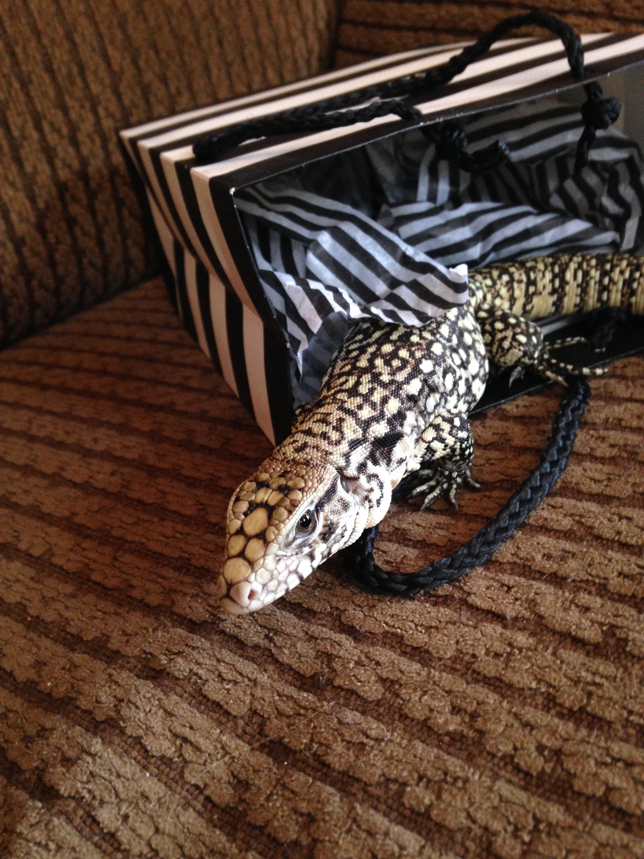 Shopping lizard Tegu Talk