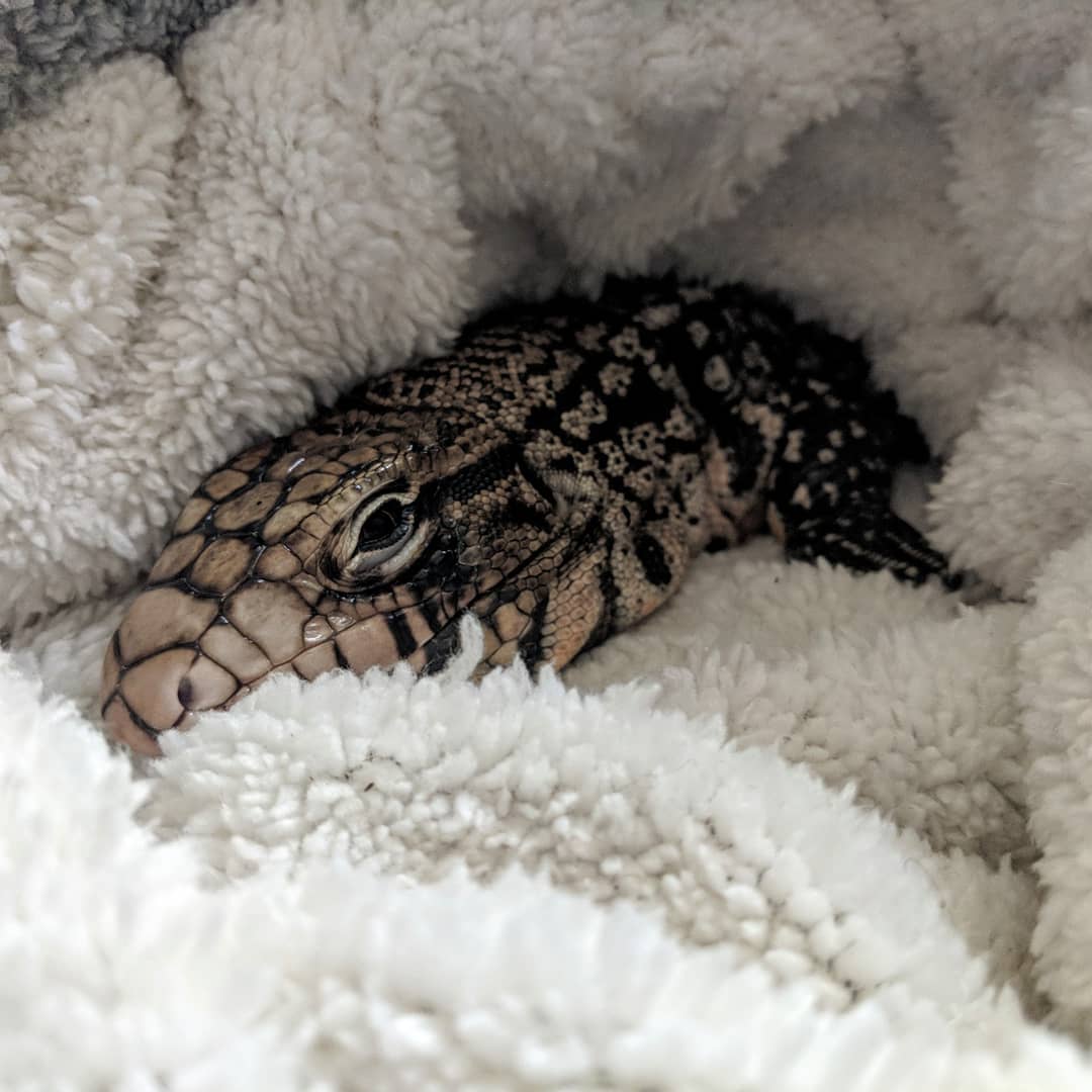 Sleepy baby in his fuzzy pouch