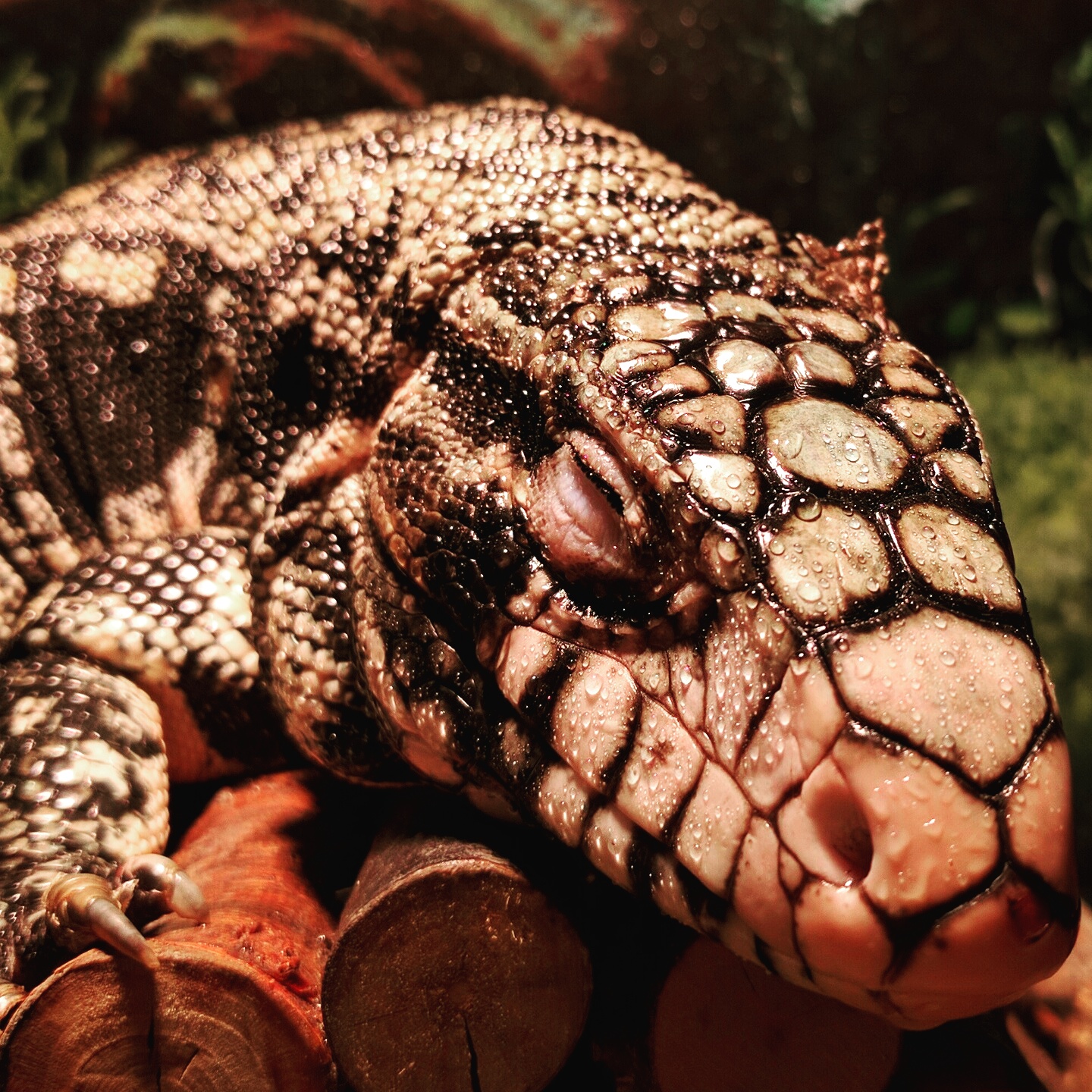Sleepy Tegu