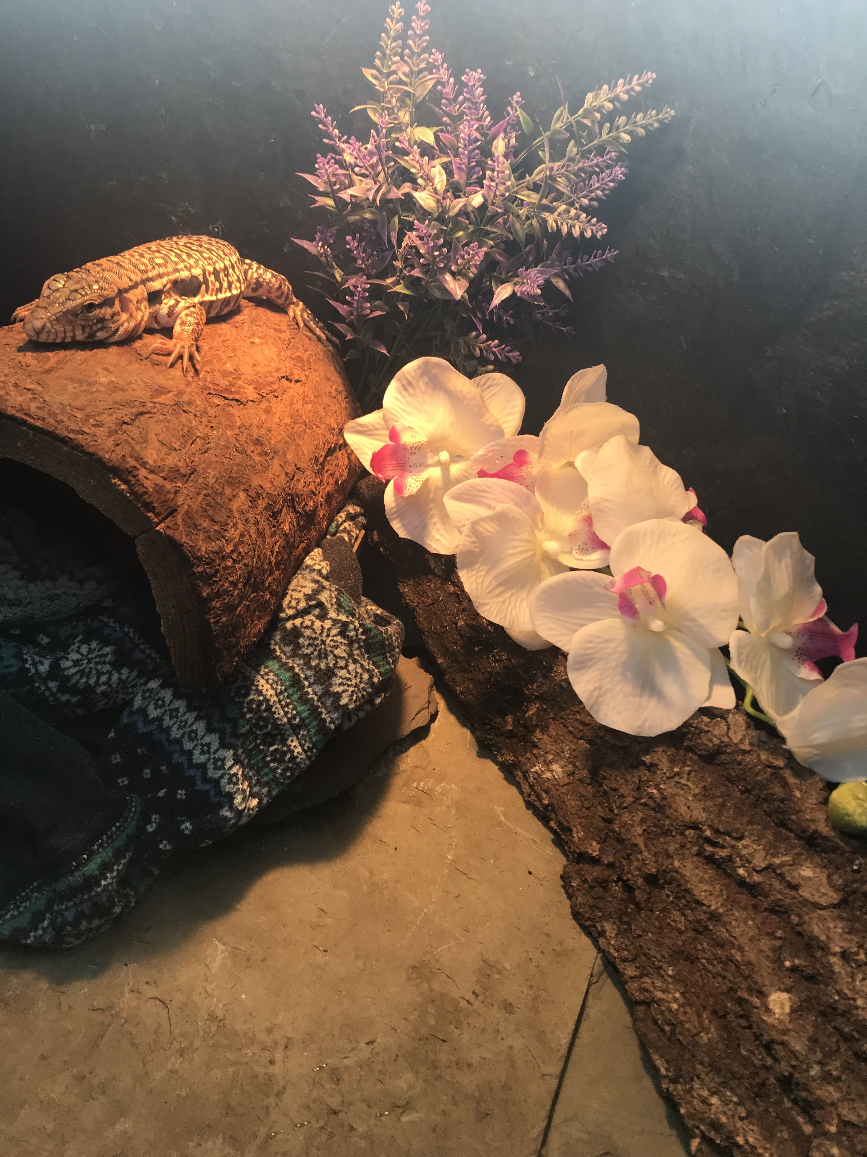 Some new fake plants