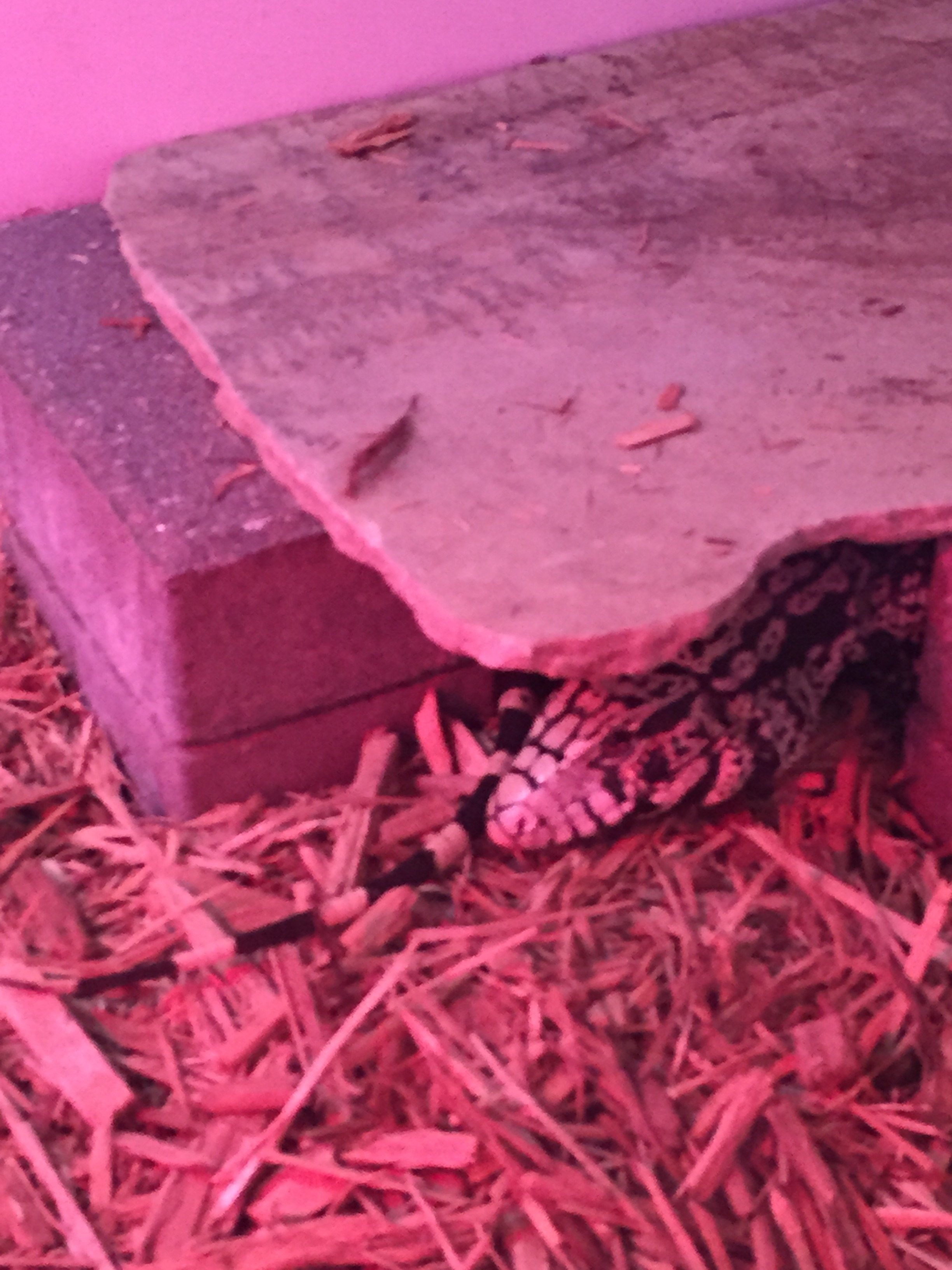 Surya our invasive rescue tegu, thank you Rodney Irwin of TegusOnly!