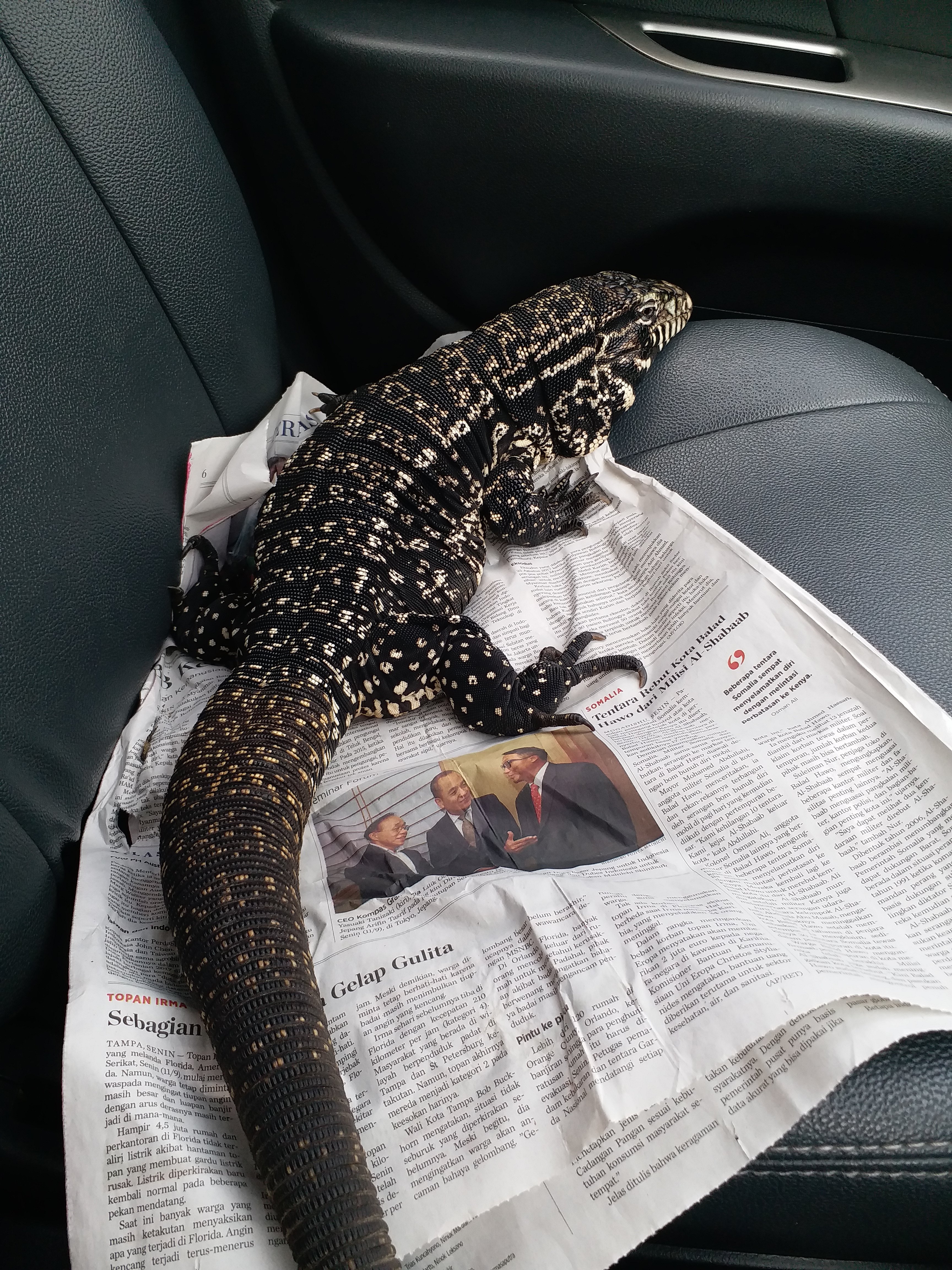 Taking my girl for a ride (sorry for the lack of safety for her while driving...)