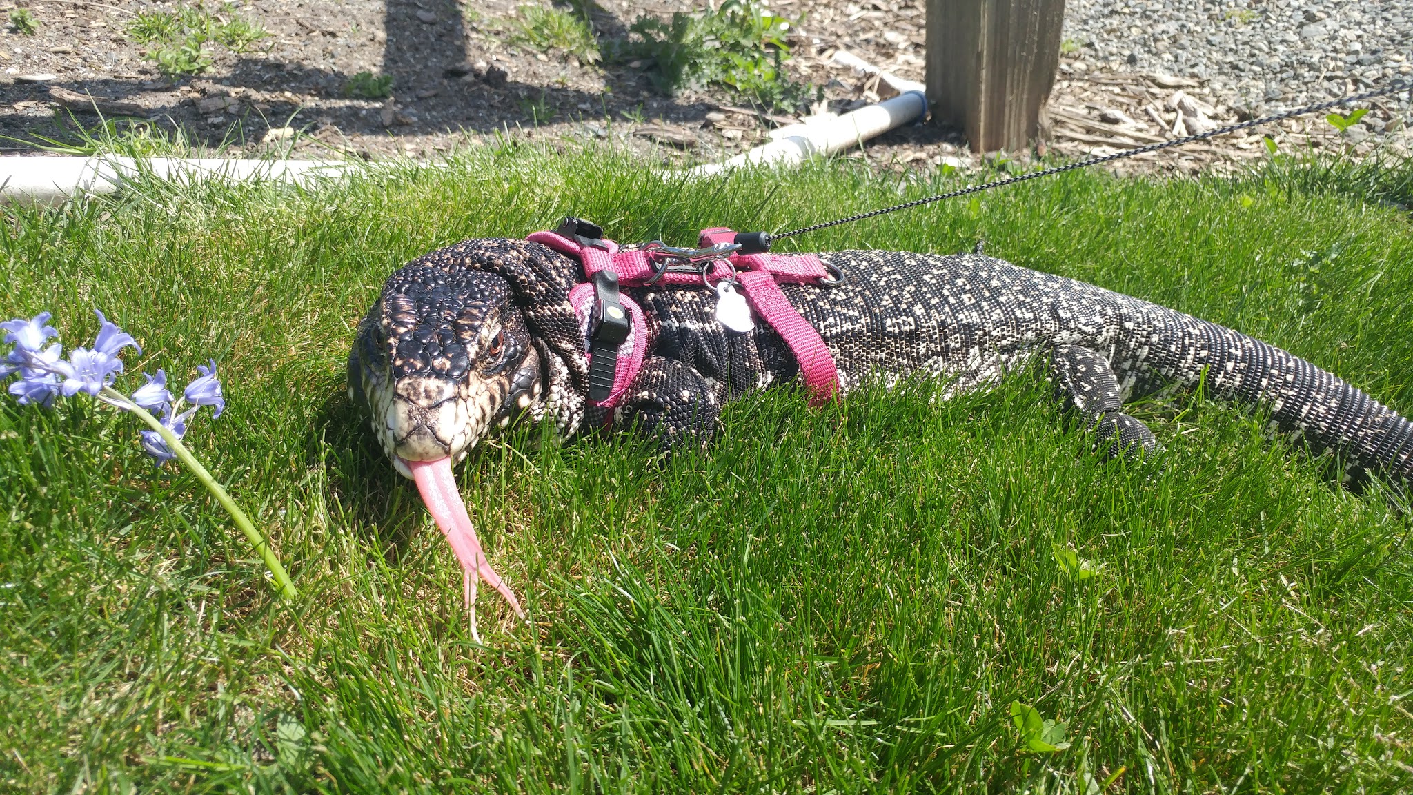 Talia getting some sun