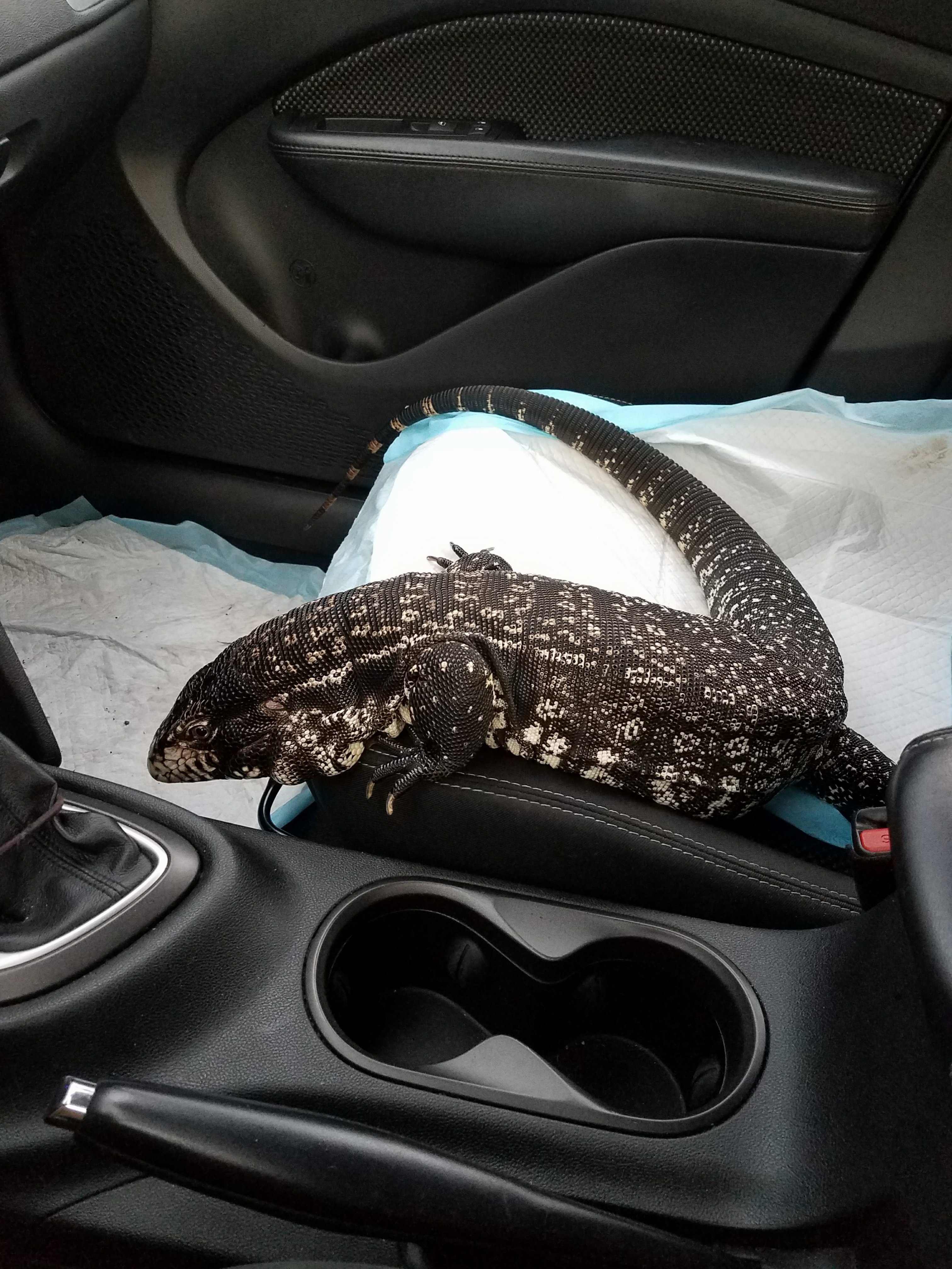 Talia riding shotgun