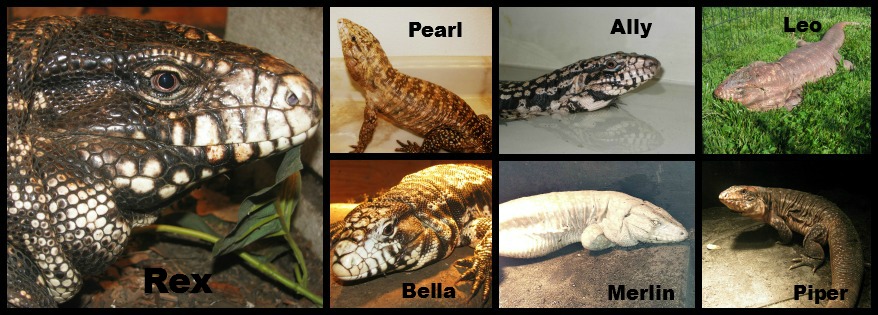 Tegu Family Collage
