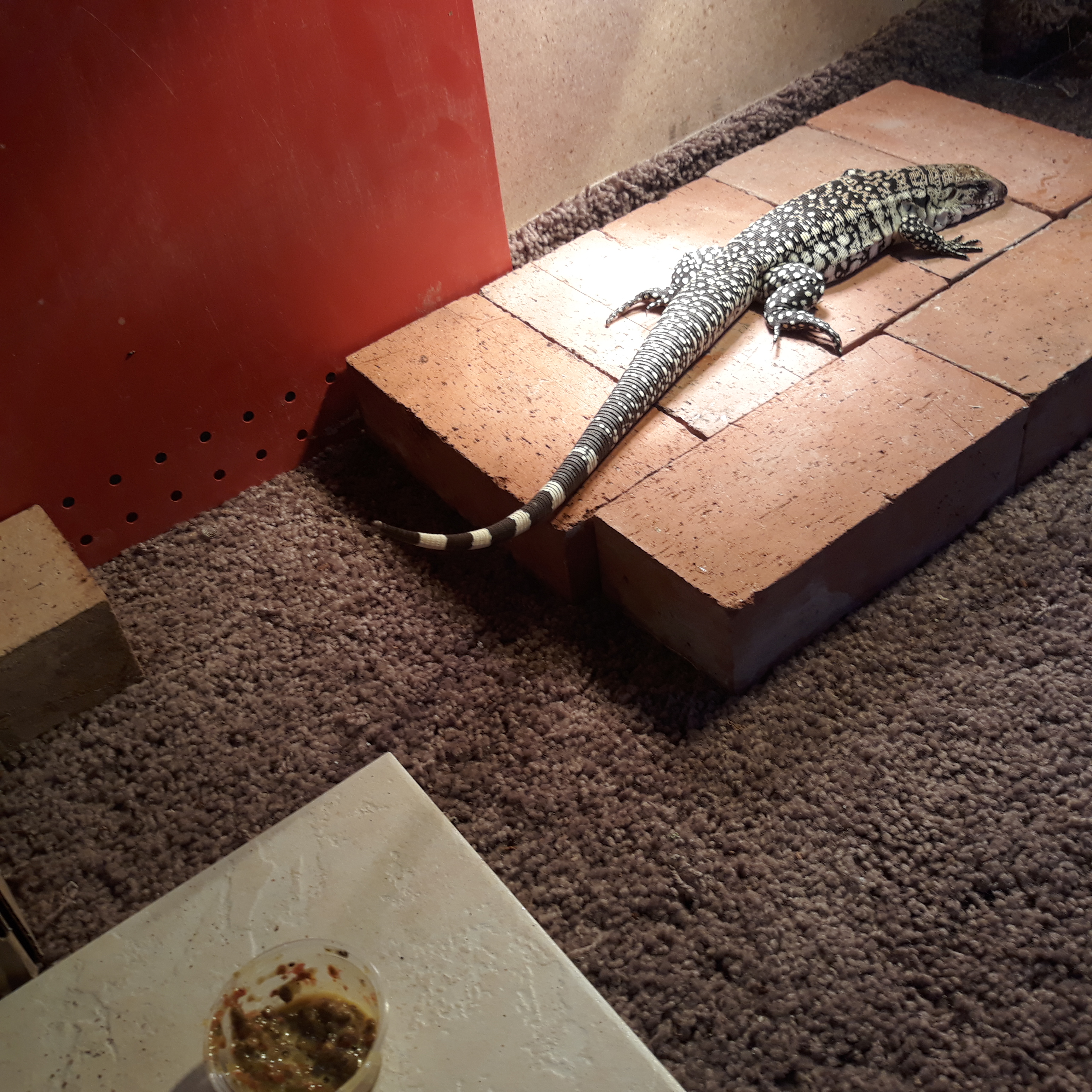 Tegu Tail