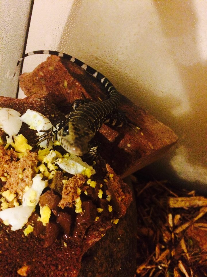 That "my food!" face