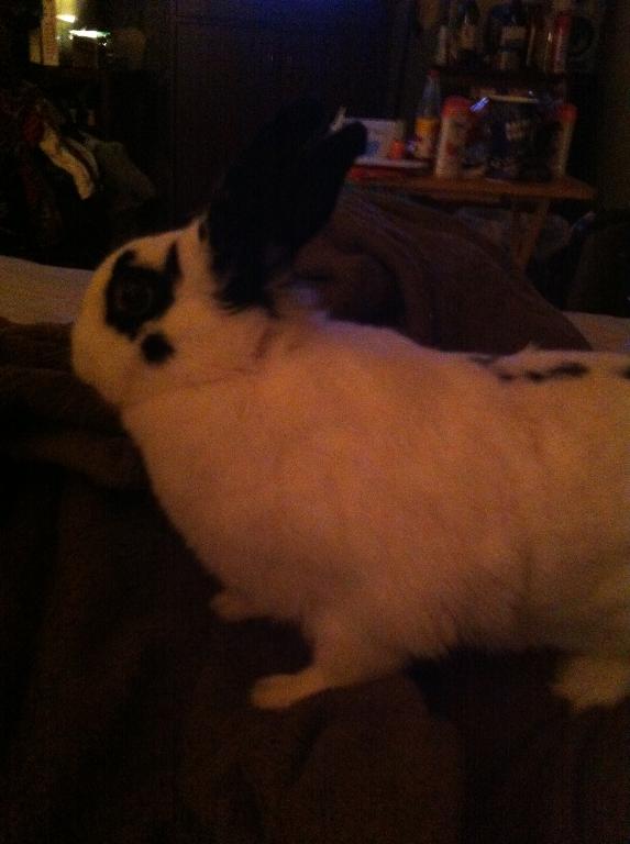 this is Dolce my rabbit