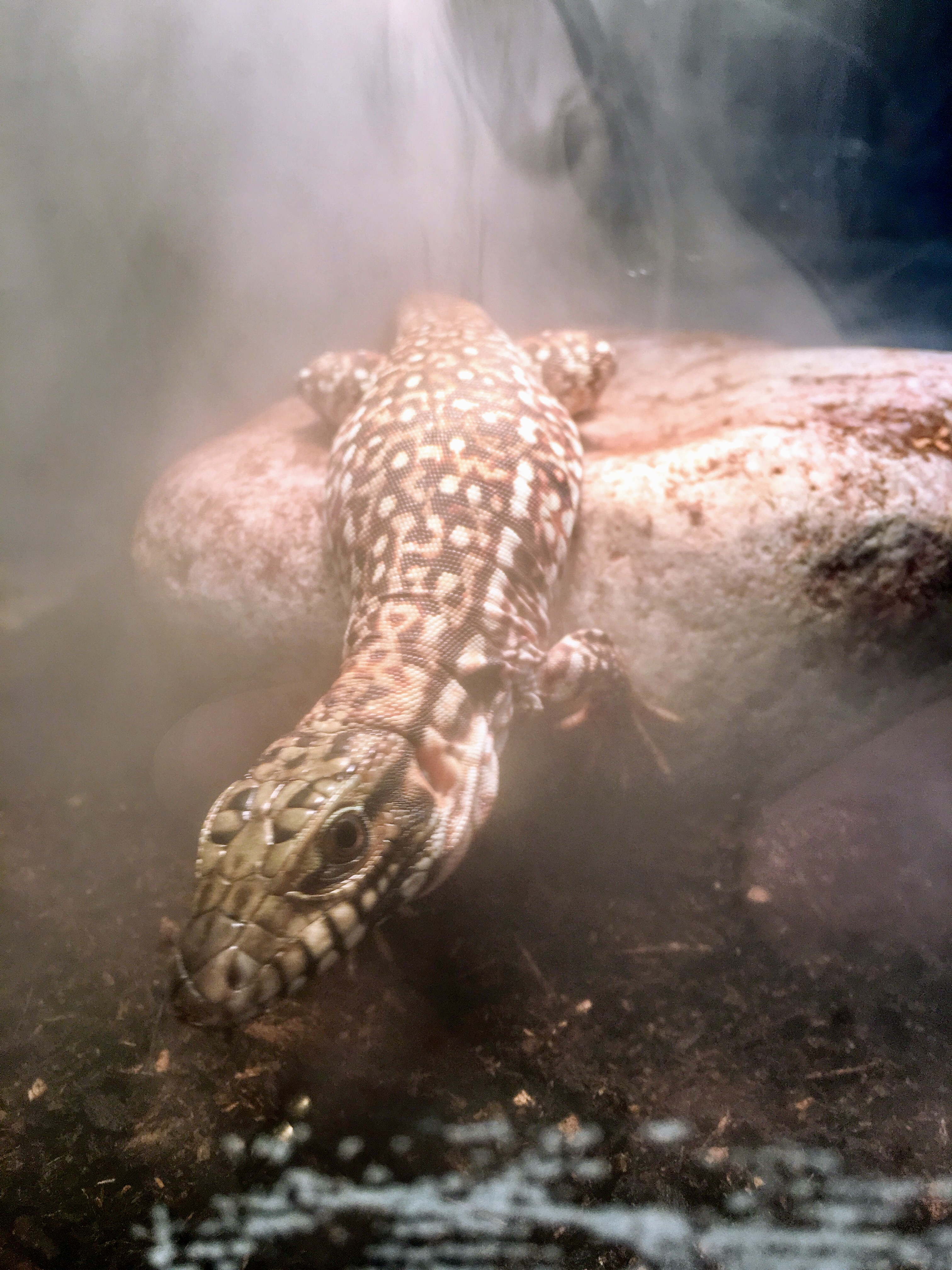 This is Hope, my 4 month old red tegu.