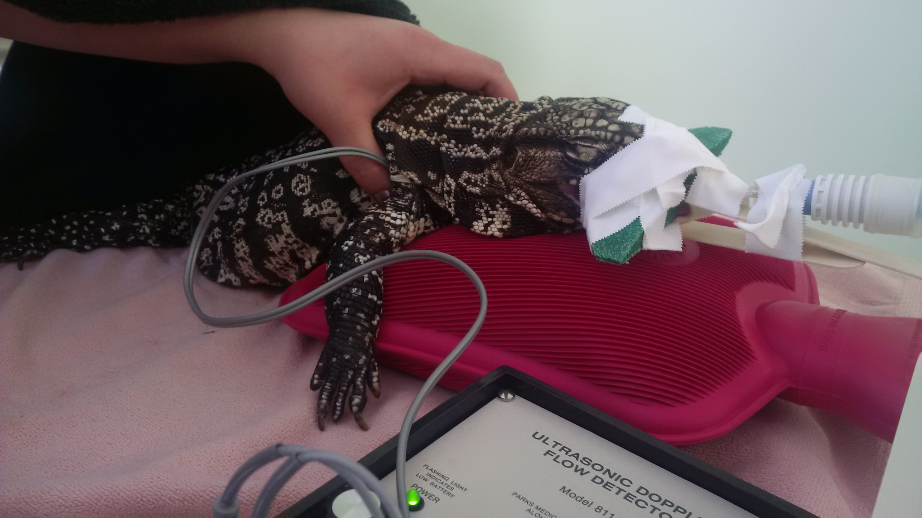 Tia recovering from surgery