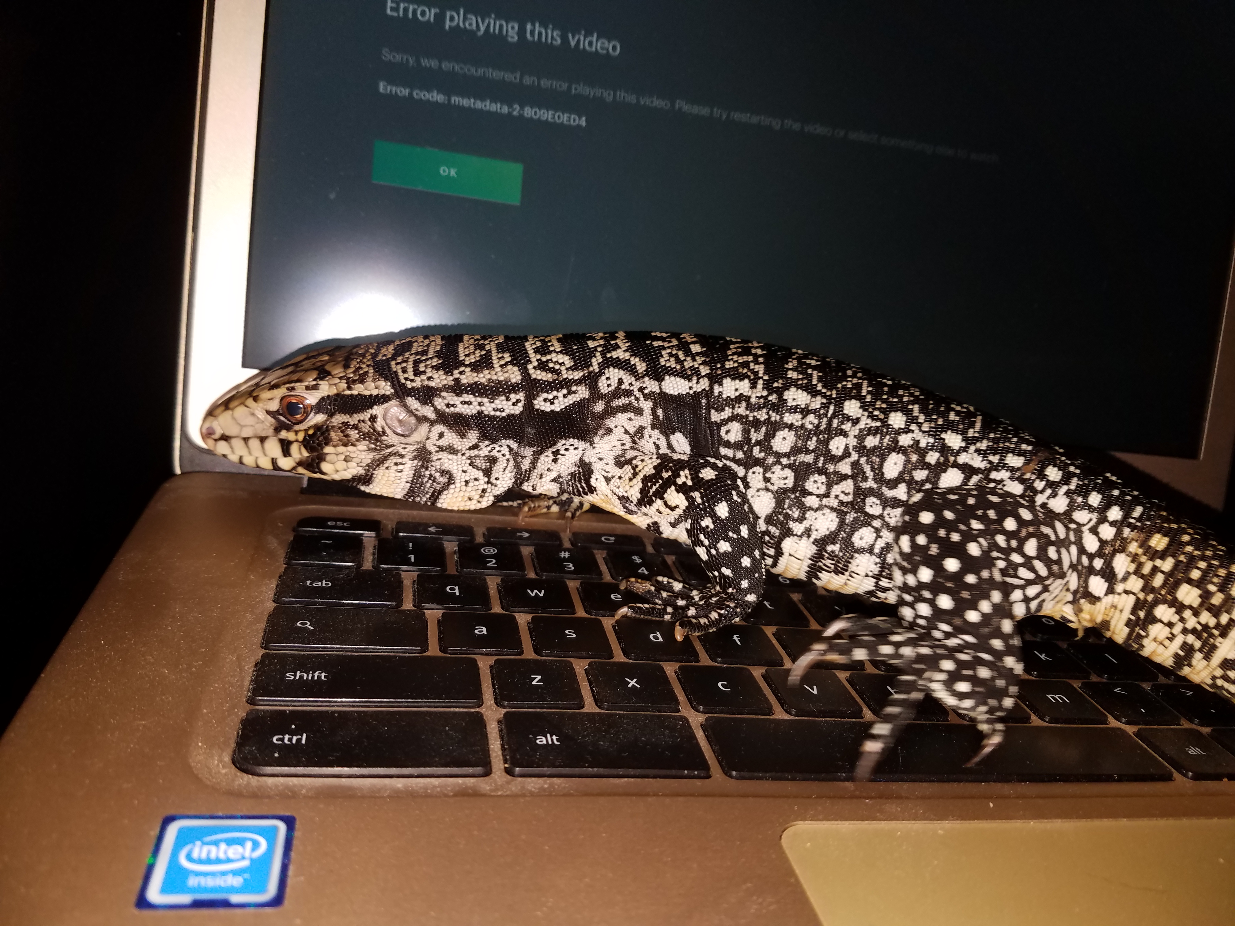 Toho wants to watch Hulu!