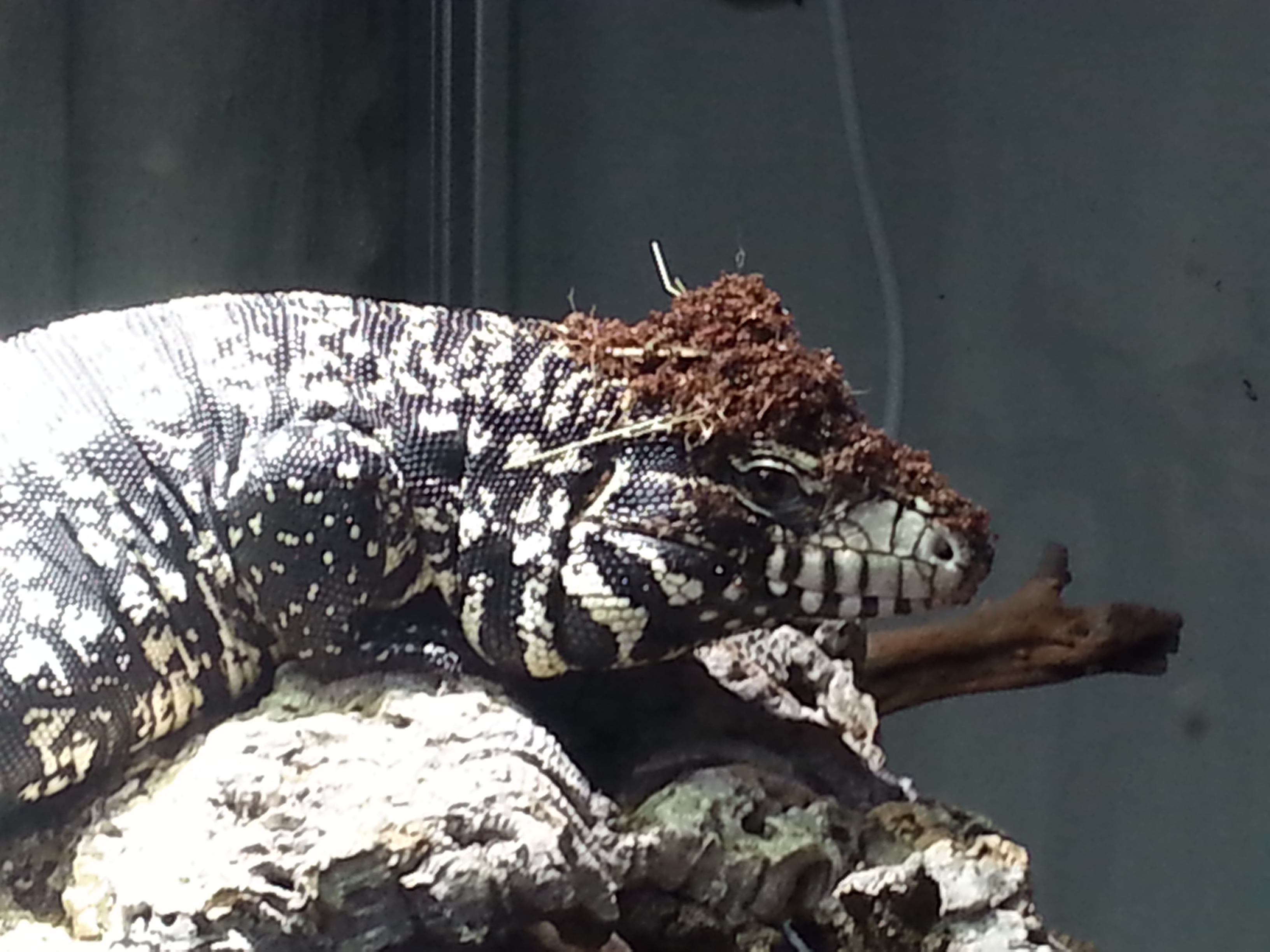 Travis is a very fashionable guy!