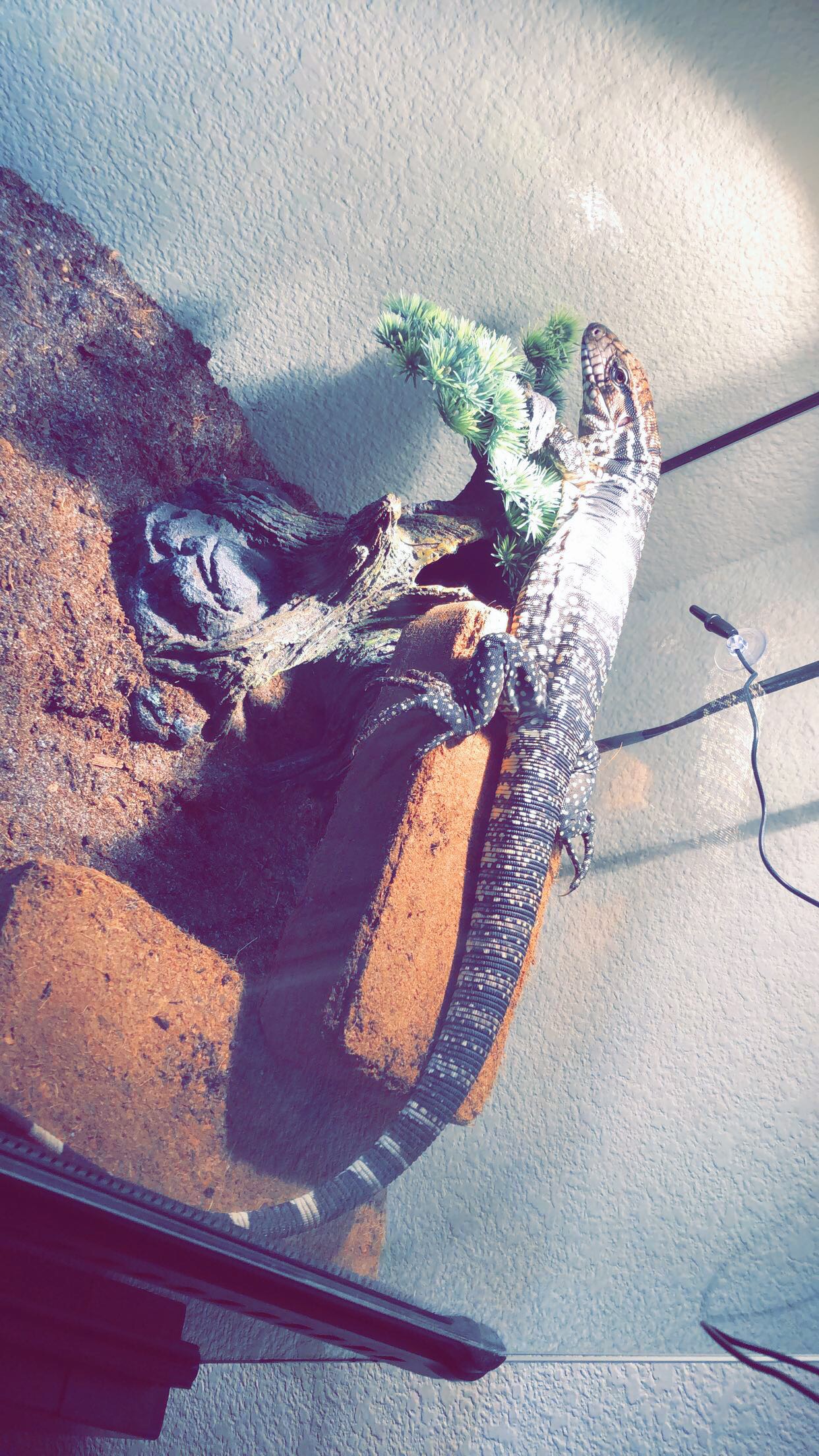 Uruguayan black head variety tegu