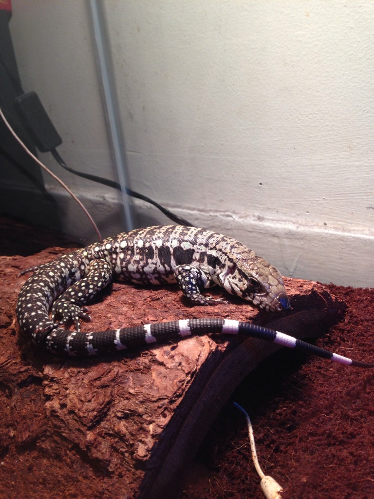 Wapo Posing For The Camera...