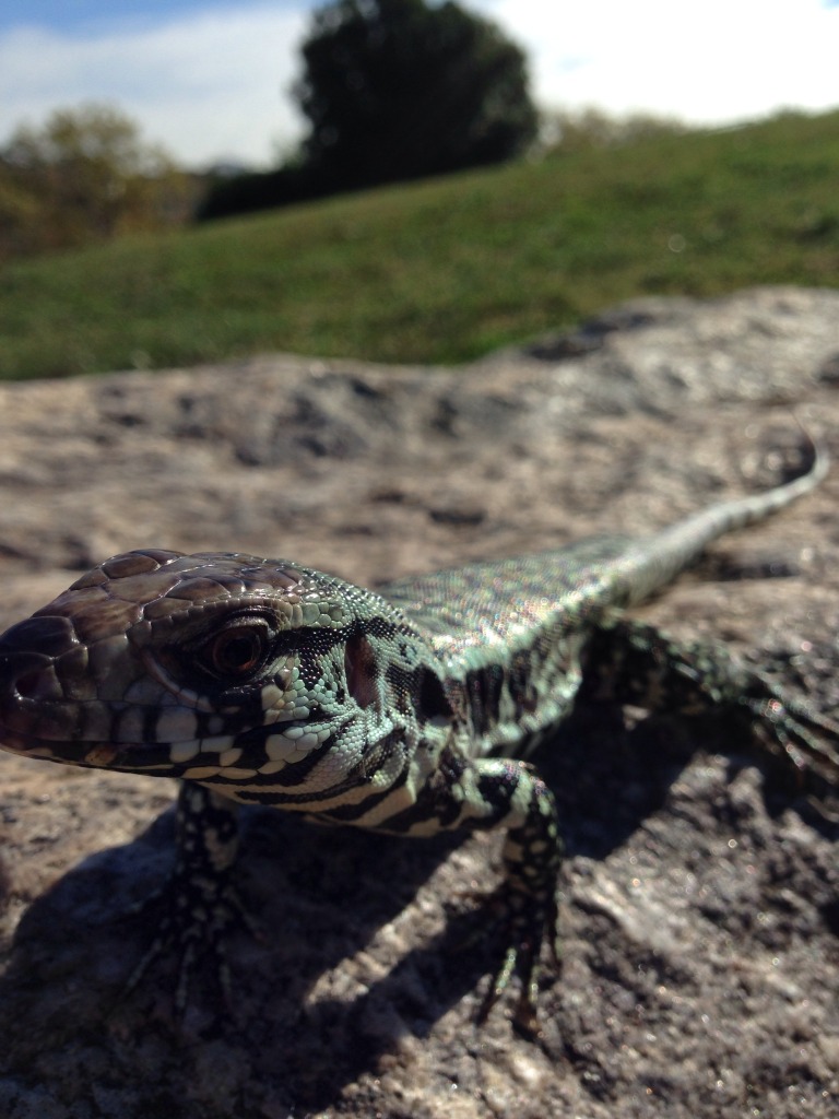 Wapo Showing Off His Blue....