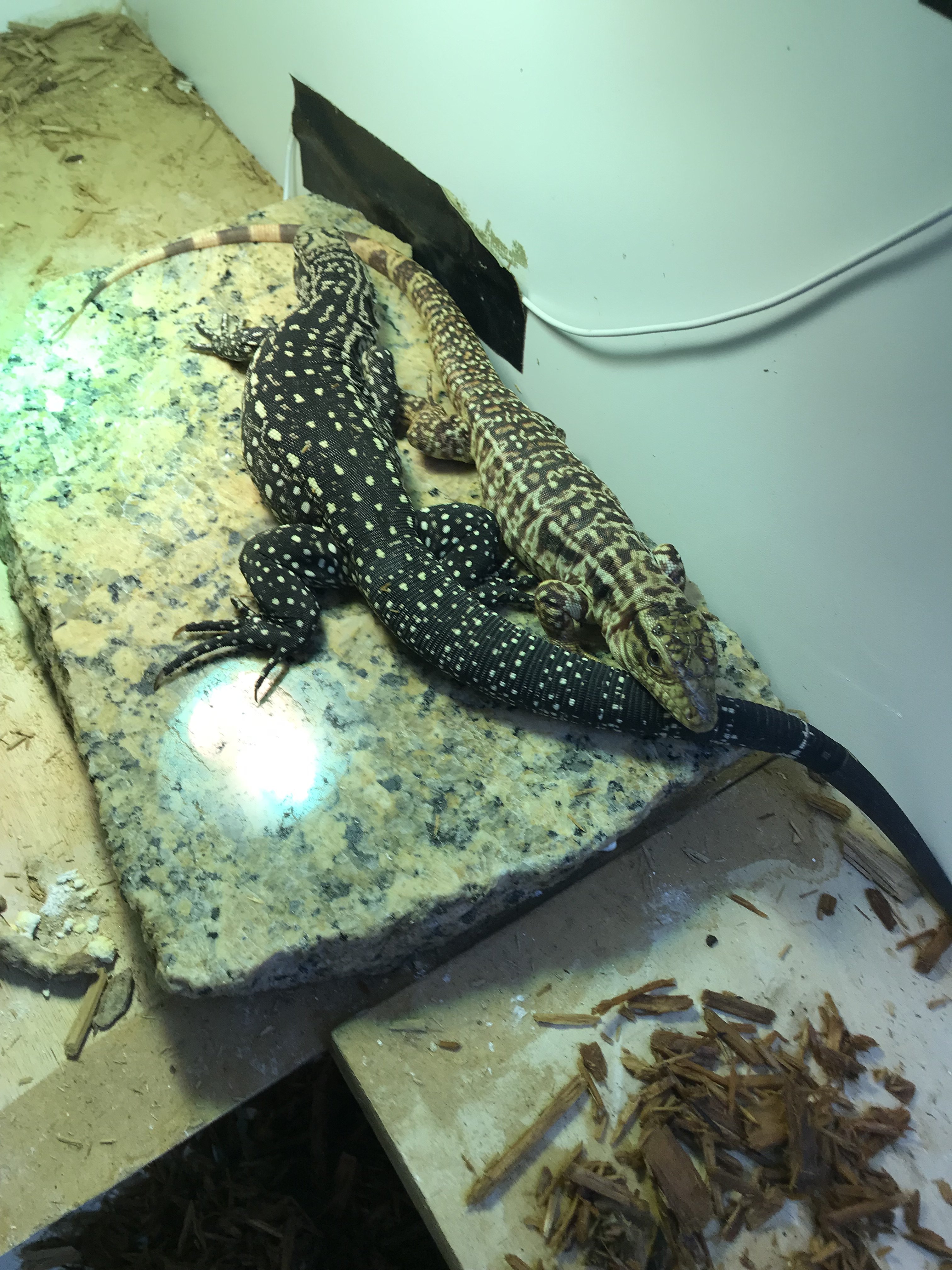 Watching Oscar and Felix Grow