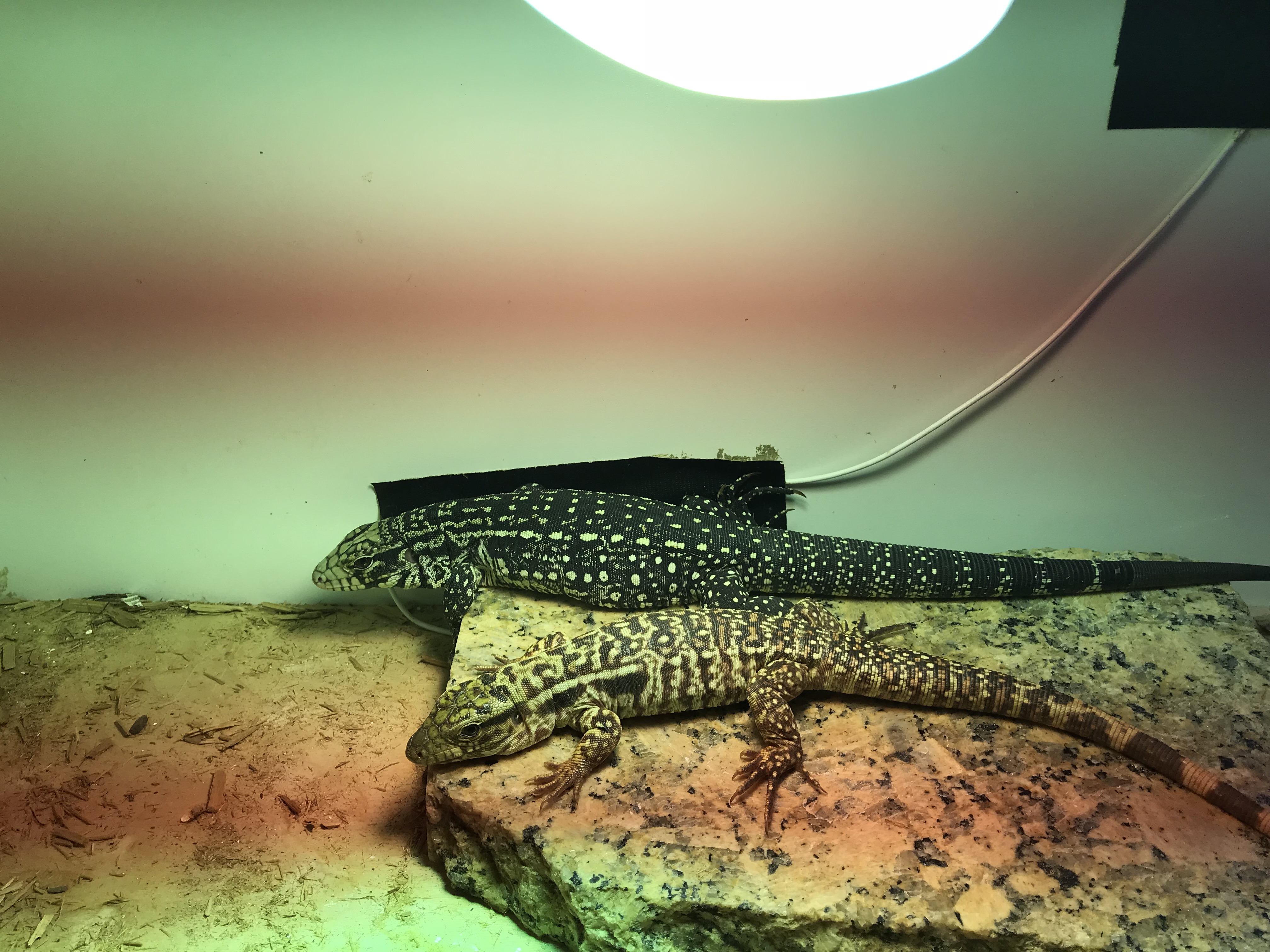 Watching Oscar and Felix Grow