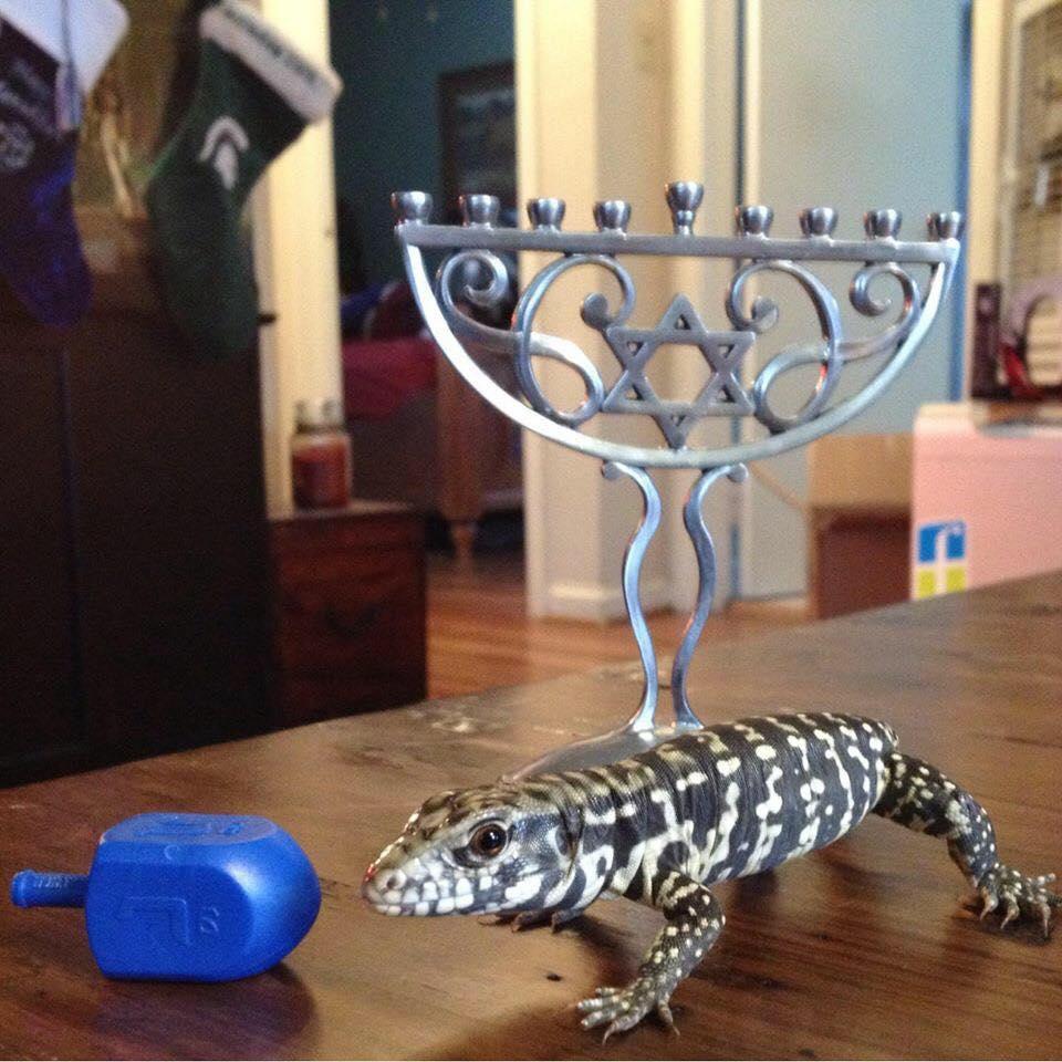 Whatever you celebrate, I hope  tegus are included!