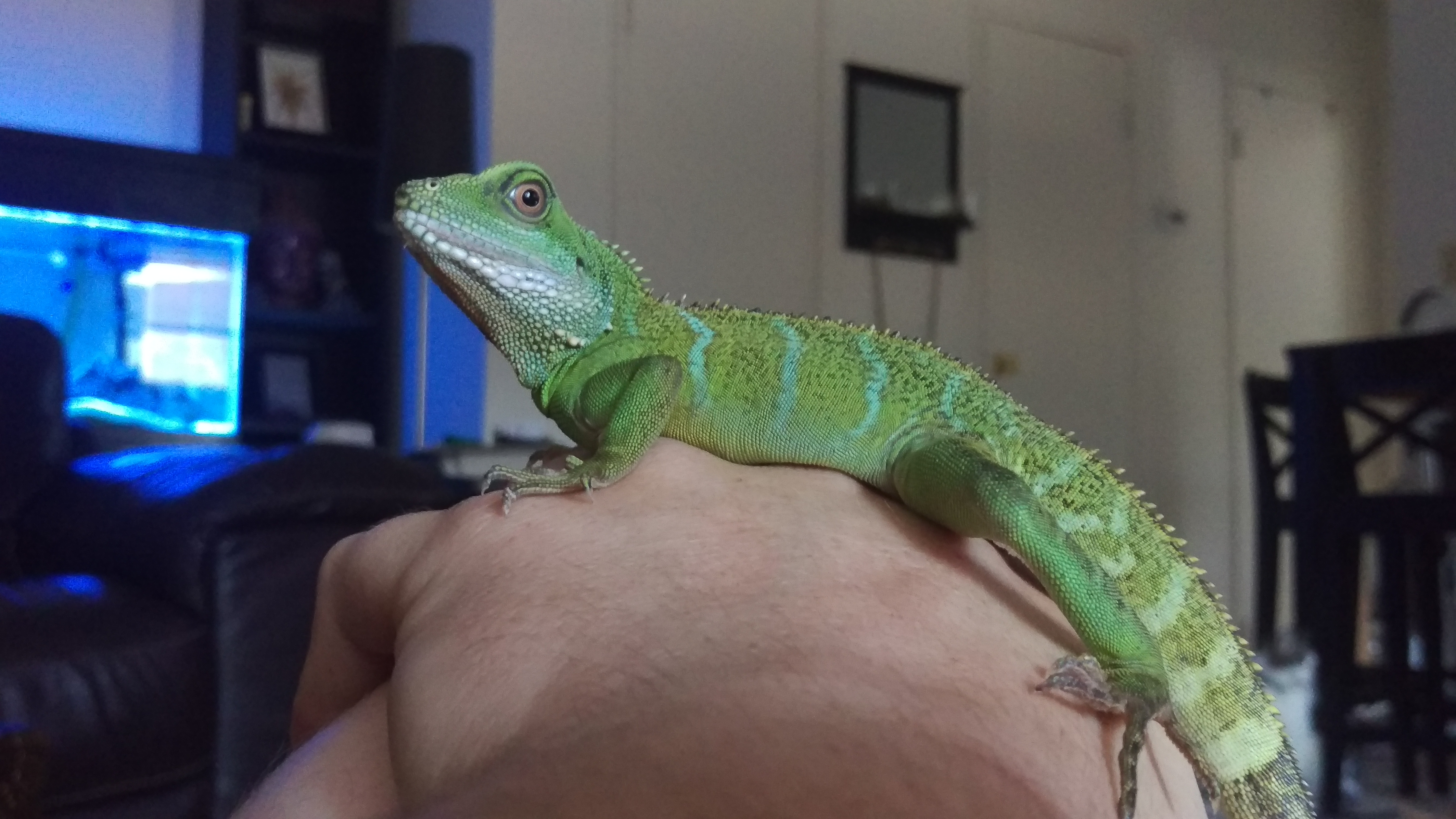 Young Chinese Water Dragon