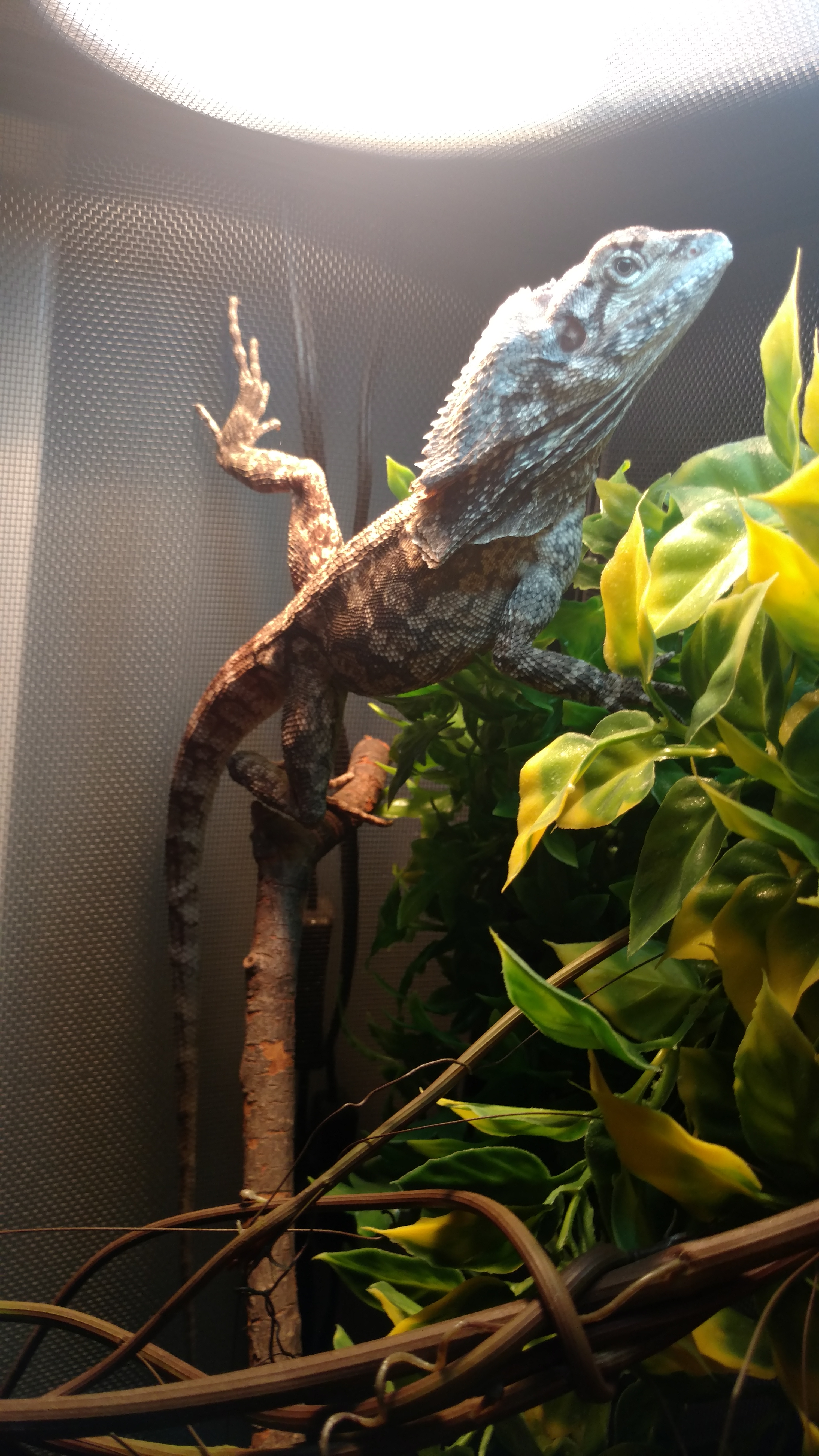 Zeus basking