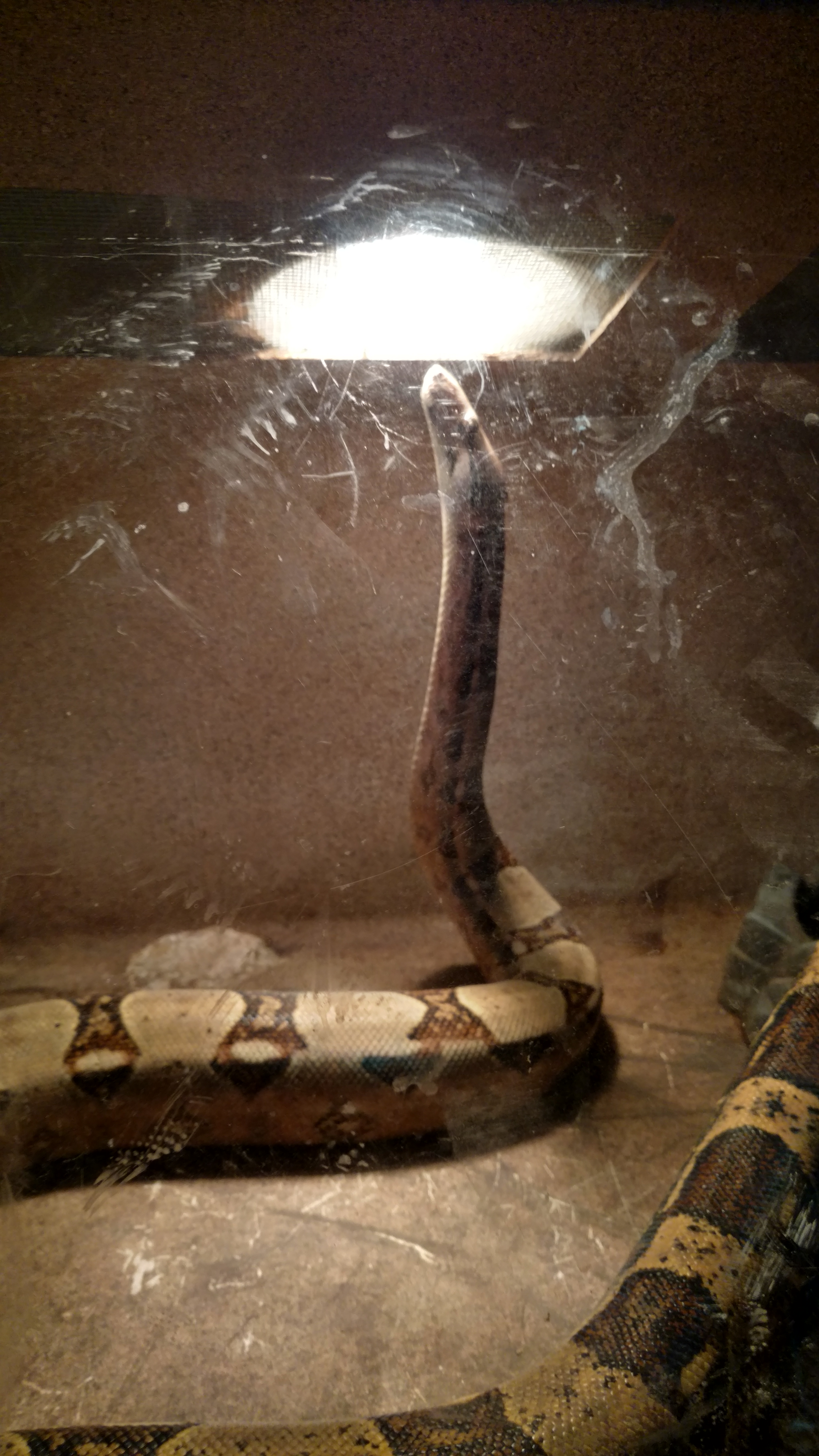 Zorn worshipping his light